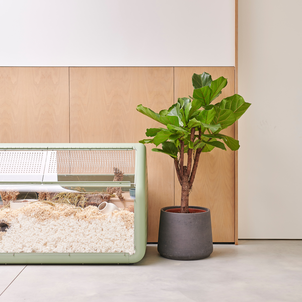 Bandaby Hamster Home